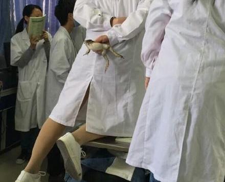 医学生手抓牛蛙图片走红, 网友评论和医学生谈恋爱的感觉