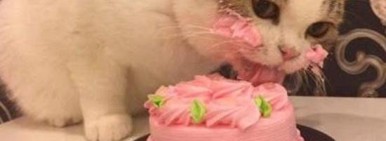 原创 猫咪过生日很开心,不过它们吃的蛋糕可不一样,它们吃得可香了