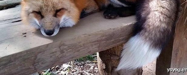 原创 被动物占领的日本,除了有猫岛兔子岛,还有宫城县的狐狸村