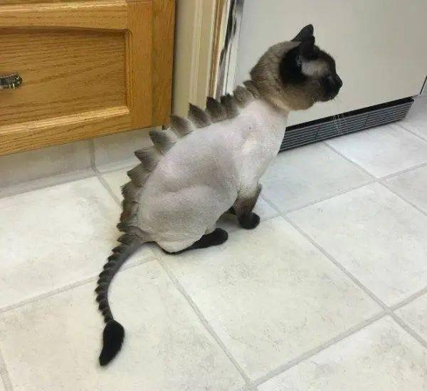 猫咪被剃毛后,站在镜子前自闭了一个小时:谁关了我的美颜相机?