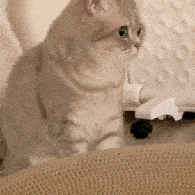 280_280gif 动态图 动图