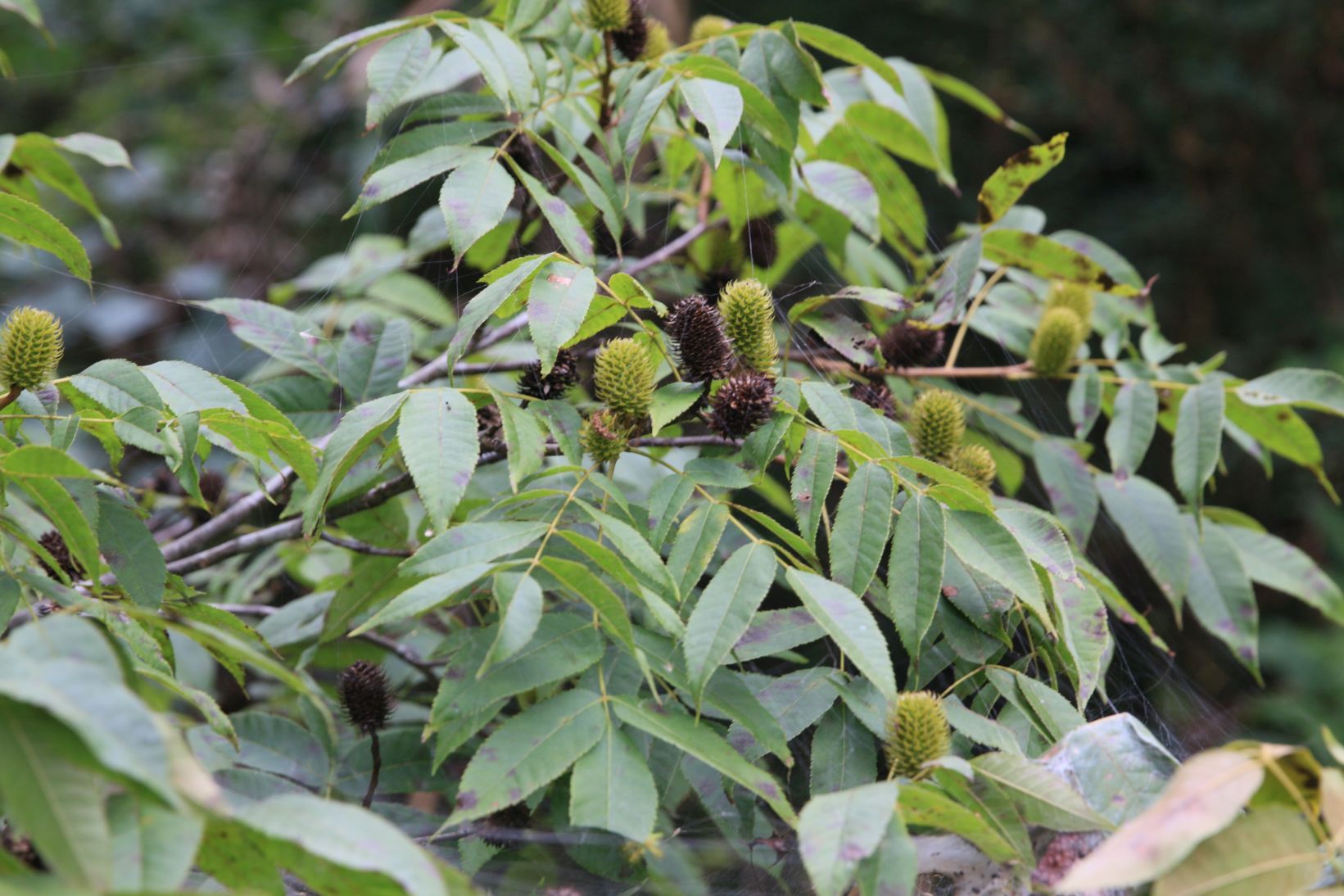 庆元植物1147-胡桃科-化香属-化香树