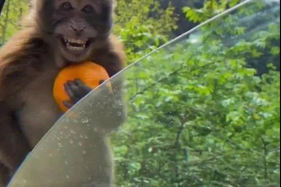 拿到橘子后的猴子,这笑容太真实了
