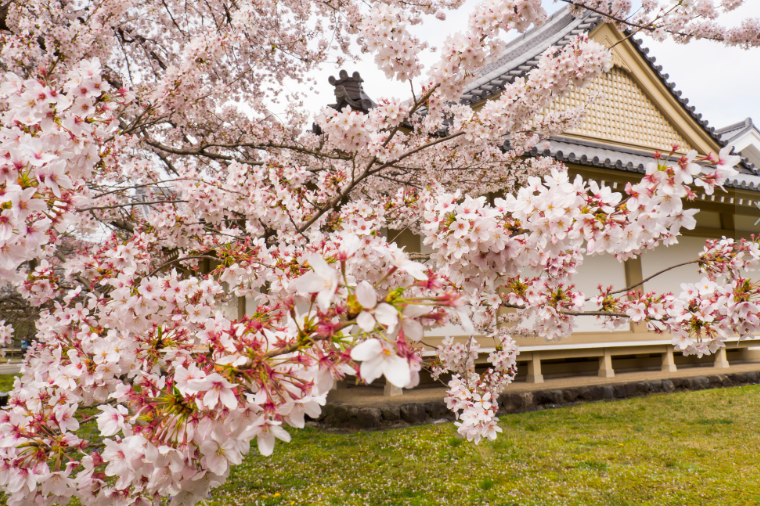 又是一年春季中,日本最美樱花季