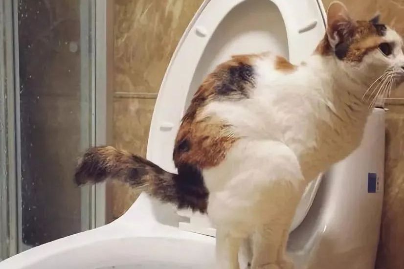 姿势骚,拉屎"香"?这类奇葩猫还真是百"闻"不如一见!