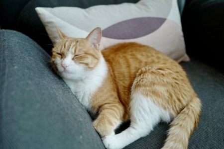 中华田园猫就是土猫?它比品种猫差在哪?爱昵宝贝带你看看它