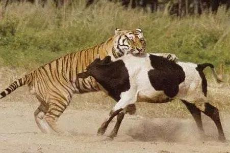 互联网券商大赛:老虎吃肉牛吃草,谁更有力量?