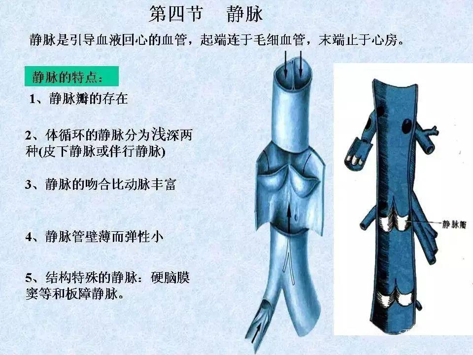 静脉-解剖图