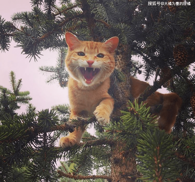 猫咪救助公益组织 033abb965cbf4a06a658fbe939b52592.png