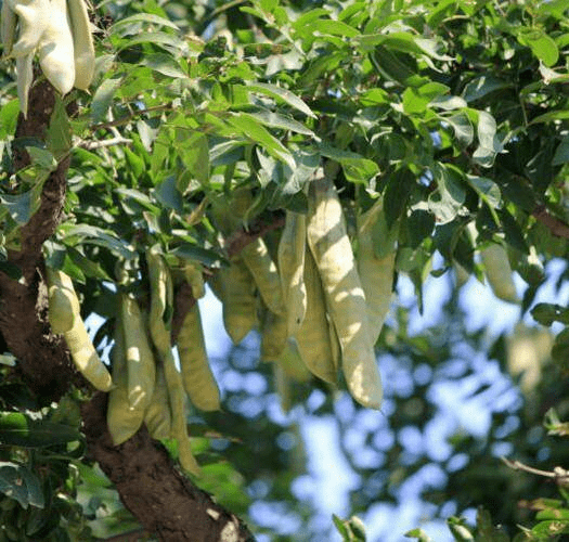 你用过皂角洗衣服吗自己在家也能种天然安全不伤皮肤