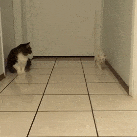 17f18f34274f4c47a5644639e565baa7.gif