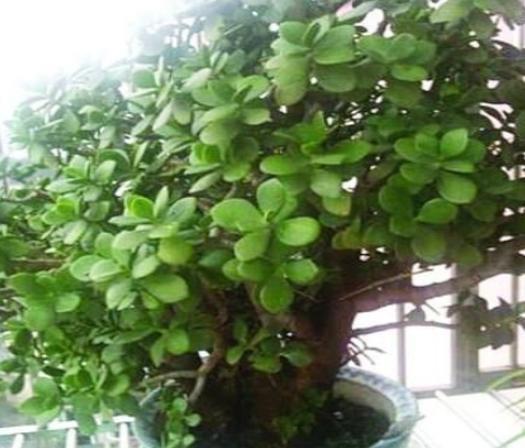 大棵的发财树买回来怎样换盆 5afa2485079a42939eb8eda1bde5eefd.jpeg
