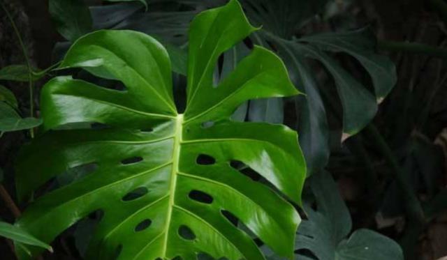 龟背竹怎么养才能开裂 716e4599c7f745b6b4bfe1e7fb432373.jpeg