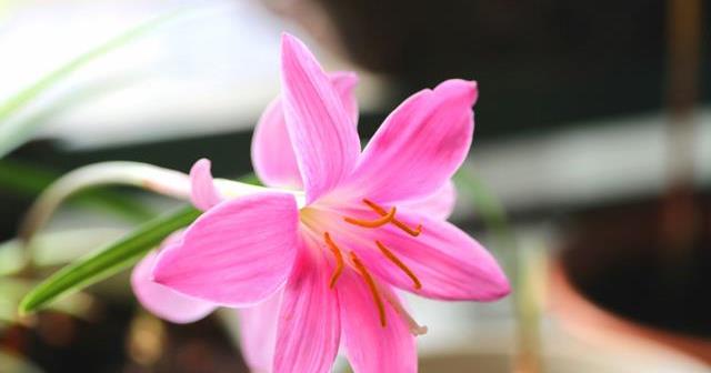 哪些花喜阳 aaf1af29cf034e9bb32f6101be003a61.jpeg