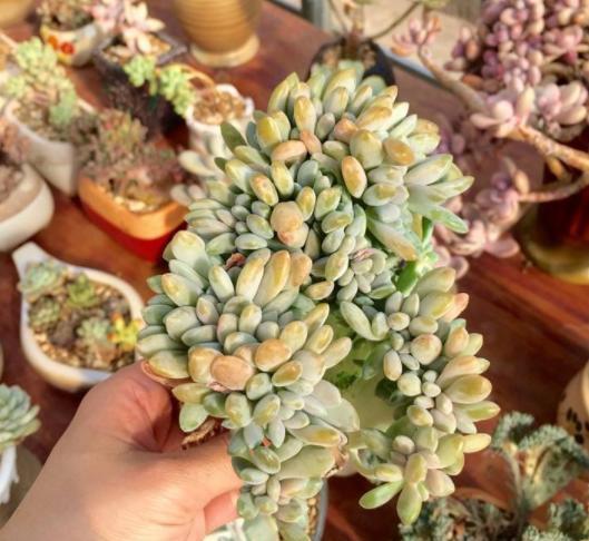 多肉怎么养成大盆 c7fc170eb94340959ad7c860973e0d65.jpeg