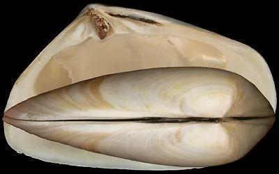 toheroa(双带蛤蜊)是新西兰特有的贝类物种,20世纪20年代,威尔士亲王