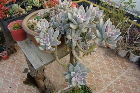 多肉怎么养才能上色好看 6debe212bcf54fe5bf38d3d6b4db0bde.jpeg