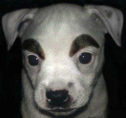 原创搞笑图片笑话段子不好笑你找我:出了车祸能赖我吗?