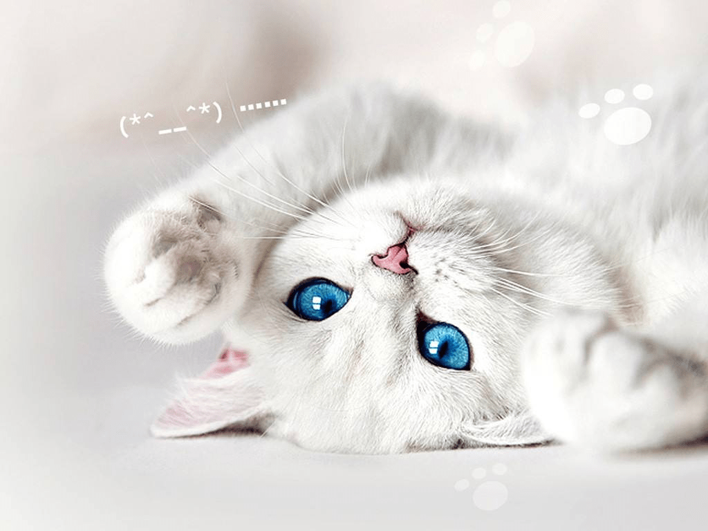e8b36ff80299446ab6214b5c09f06cff.png