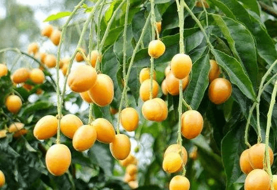 黄皮是什么毒 6e5537321a3842c5b85063ef6d8ad993.png