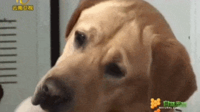 内心毫无波澜,甚至有点小困.