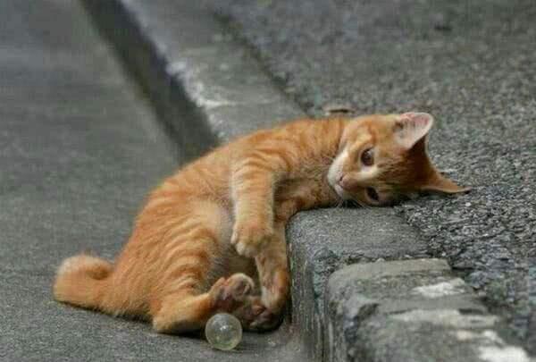 永遠不要把你的貓送人,這五個嚴重後果會讓你哭 永遠不要把你的貓送人,這五個嚴重後果會讓你哭