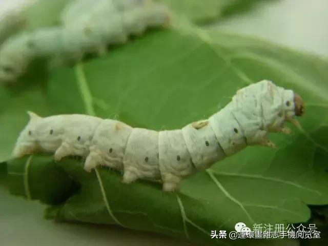 蟋蟀是益虫还是害虫(蟋蟀进屋是什么征兆)