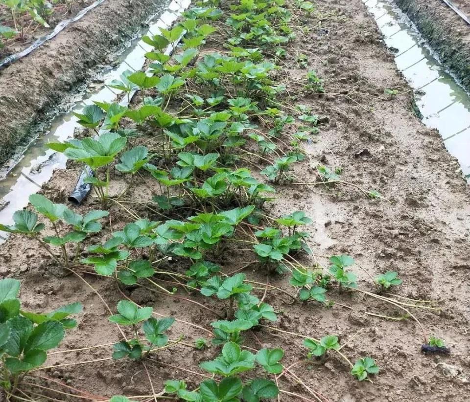 草莓育苗期管理!对培育健壮的植株至关重要