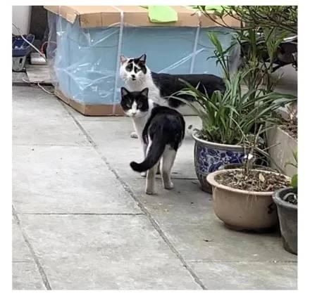 奶牛表情包搞笑 4055d5ecd4364b38842fd4f5aae1f22a.jpeg