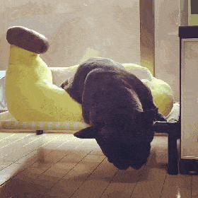 饭还没来,先睡会吧主人,你继续,宝宝不困永远睡不够~身体被掏空~掏空