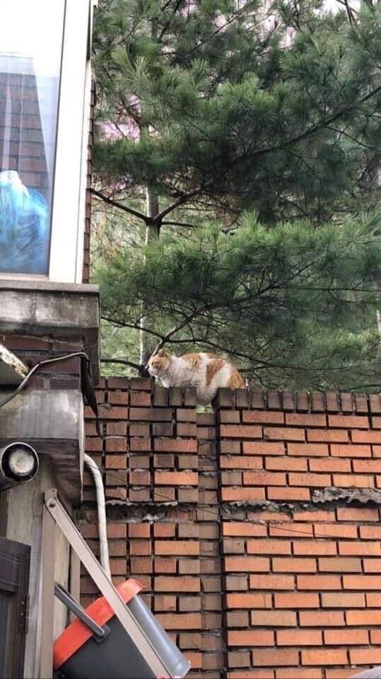 仔细一看这只橘猫好胖,赘肉都下垂了.