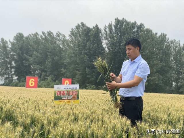 院县合作推广国审郑麦1860开展大合作打造大品种迎接大丰收