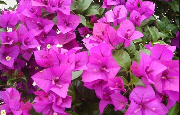 如何促进三角梅花芽分化 fe5cf2baebdd40528135a01b5d3d76e3.jpeg