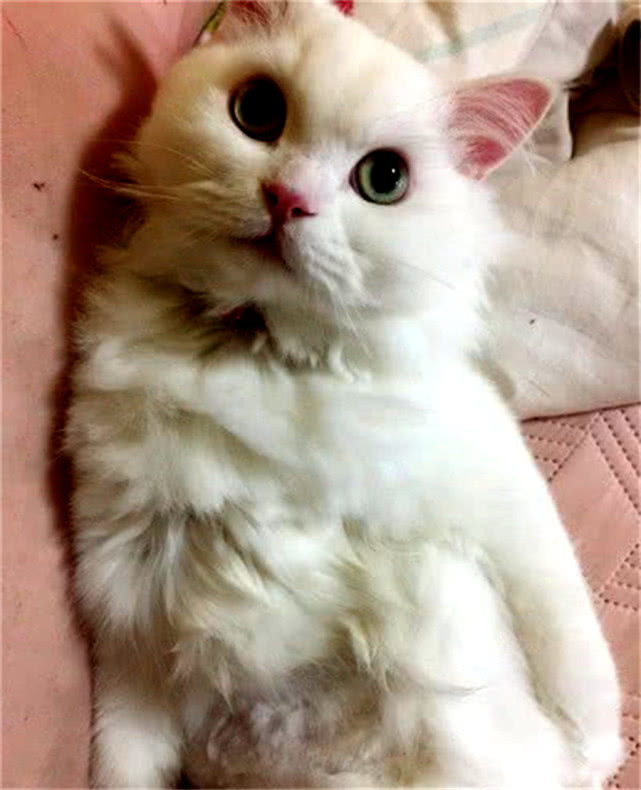 为什么有的猫黑眼球大有的小 07ff937343654c8a9009e54ec1e4b170.jpeg