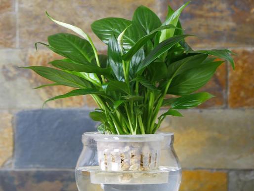 龟背竹水培好养还是土培好养 0e361893d5d4492186a43932439476b3.jpeg