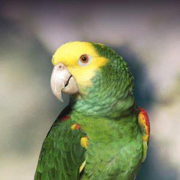黄冠亚马逊鹦鹉饲养方法 黄冠亚马逊鹦鹉的价格