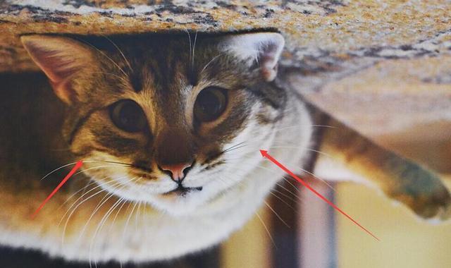 如何判断是不是母猫 377308d12e0749e286313ad357a899f5.jpeg