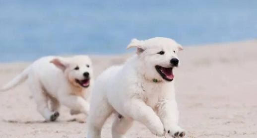 狗狗毛发不好缺什么 484ccefdf96e4132a41aa13e64912c74.jpeg