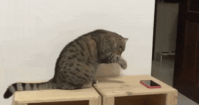 猫:我就是故意弄你的,你又能怎样?