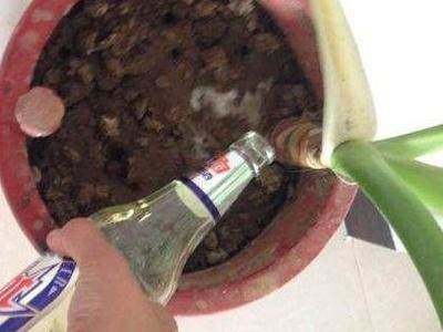 哪些花不可以用啤酒浇 f2a87ca06eb3453ab640195d3619acc8.jpeg