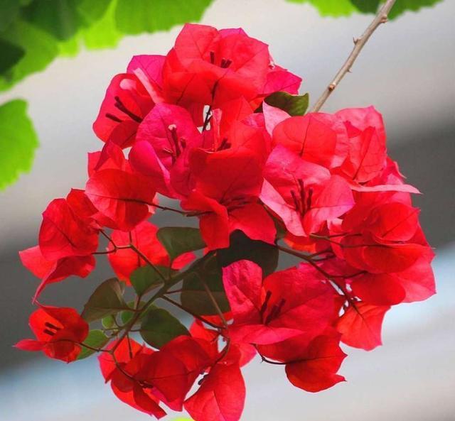 三角梅开花期怎么变艳 47963fdd34464b4a9c8f4a36551e964d.jpeg