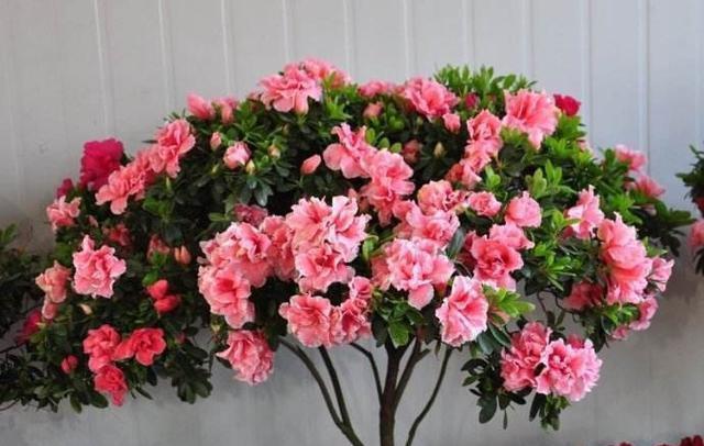 杜鵑花,綠化公司