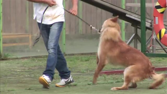 【崩溃】主人崩溃了:“你们是亲父子啊!”,白狗和黄狗见面就打架