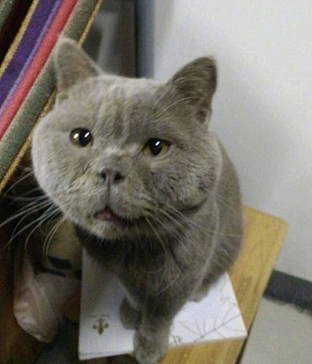 看到这只满脸表情包的加菲猫,我是真服了