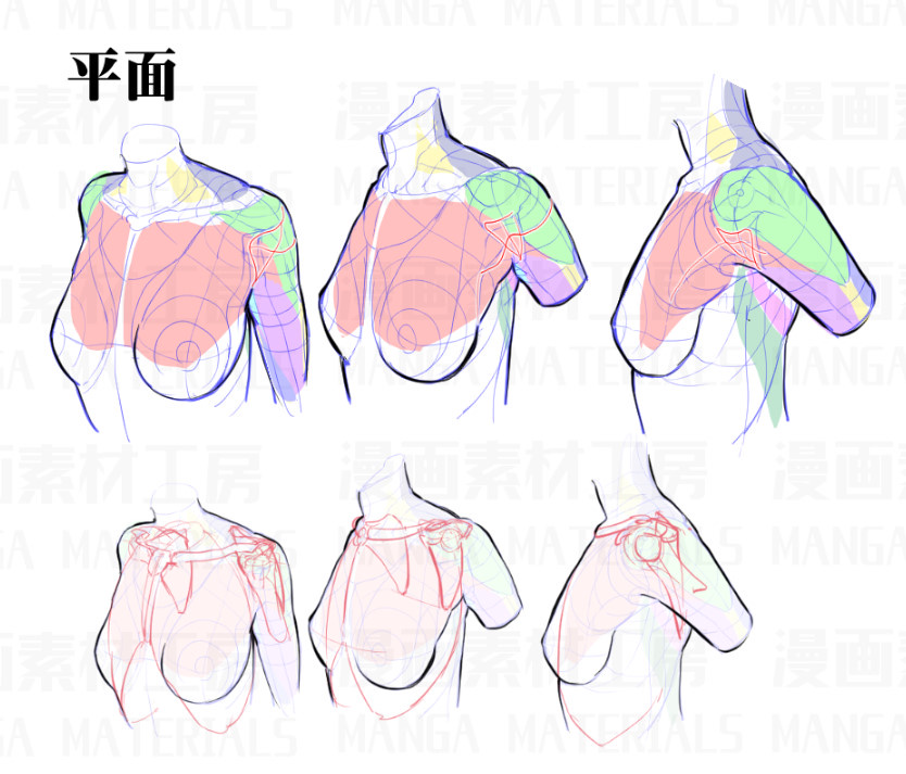 艺学绘素材库之肩膀素材分享
