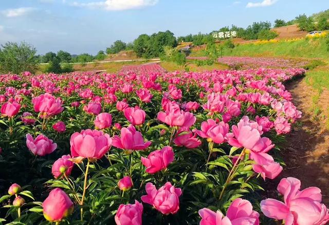 药用植物园占地500余亩,其中芍药园占地120余亩.