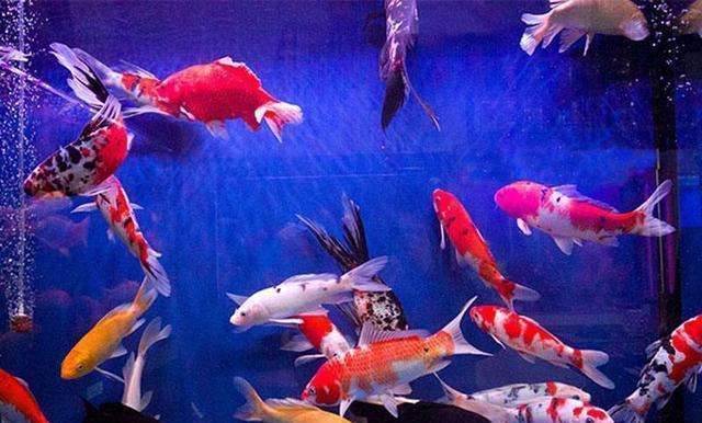 怎么解决鱼缸发黄 f985f6998c734050bff6386fc919ab1d.jpeg