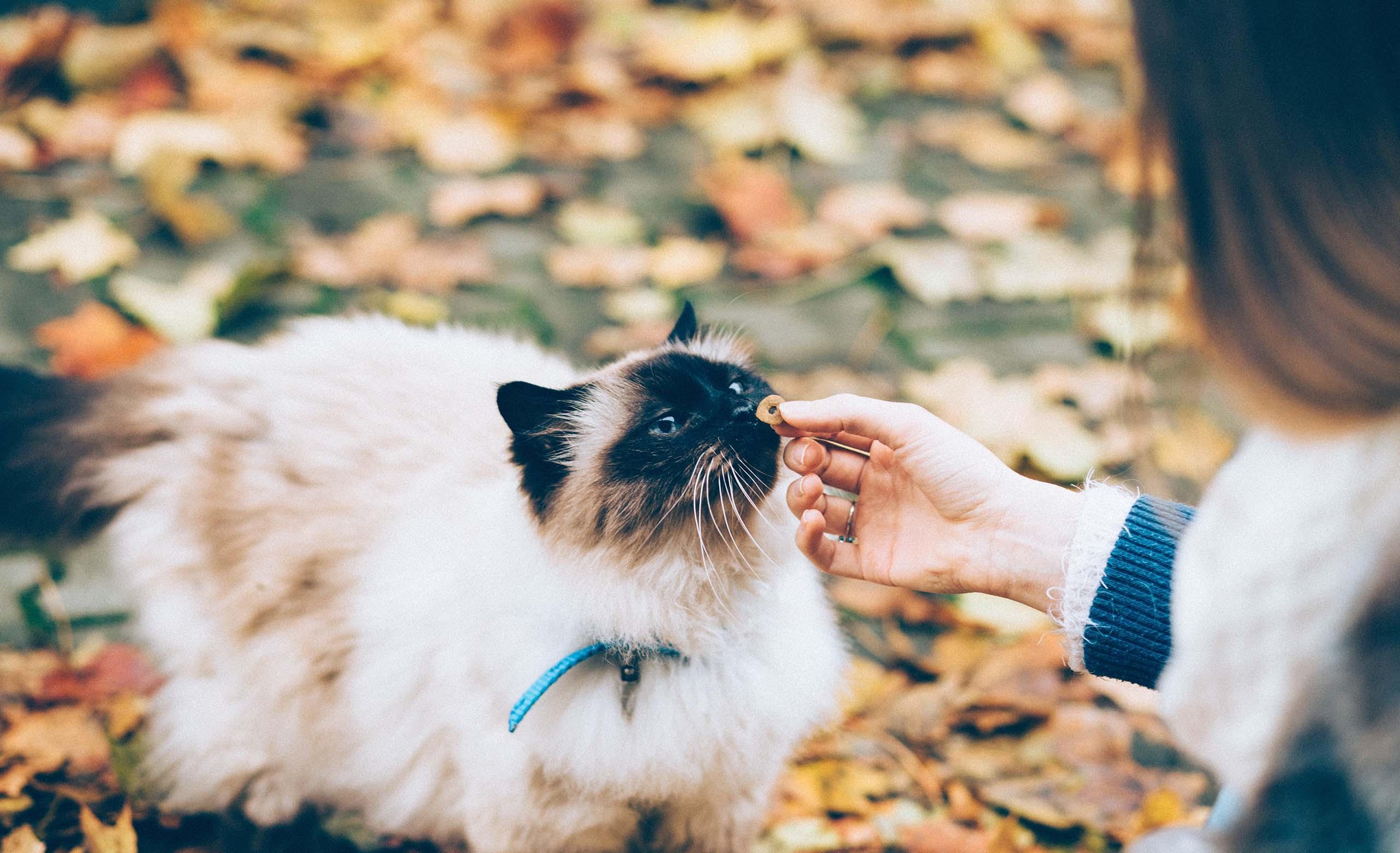 猫国经济总量生产函数为Y_三角函数