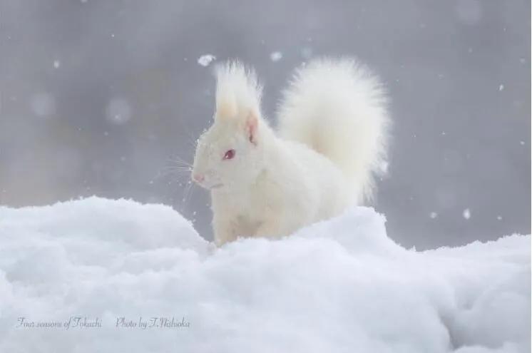 这个白松鼠看起来犹如雪地精灵