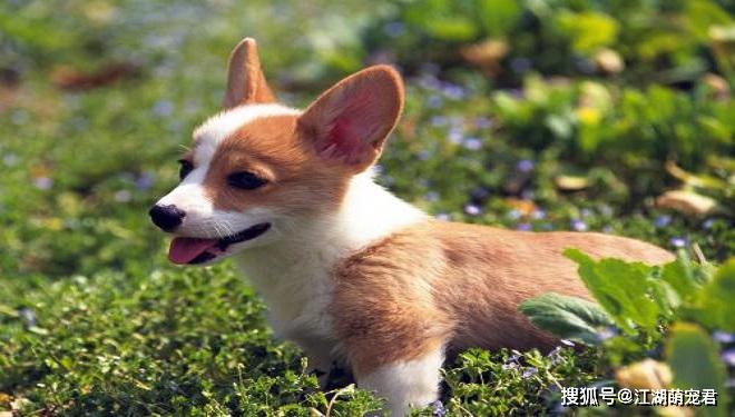 怎么看小狗是否温顺 2e556626779144a6805c6054031fa433.jpeg